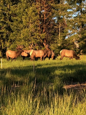 More Elk on Ravens Ridge