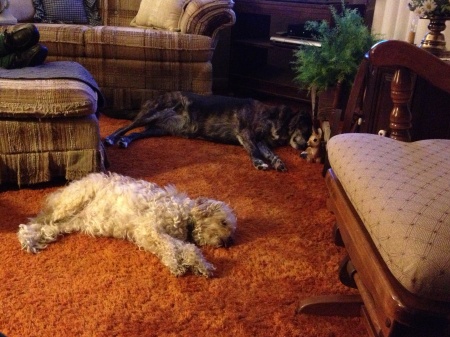 "Two Sleeping Dogs"   (June, 2014)