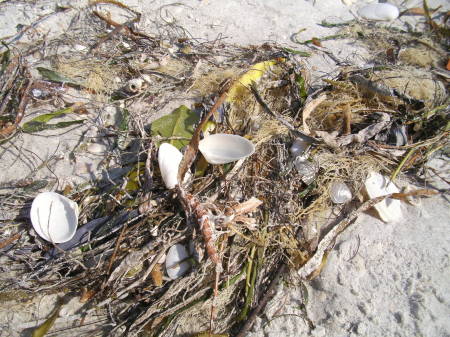 Plenty of shells on and arround Sanabell Island