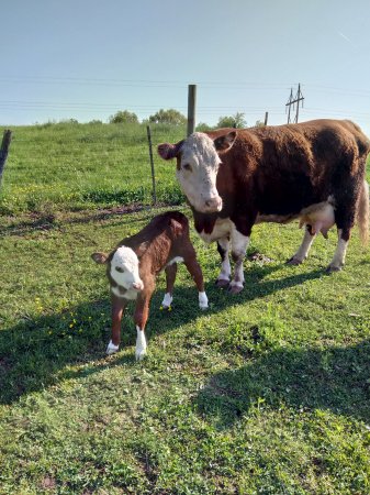 Baby bull