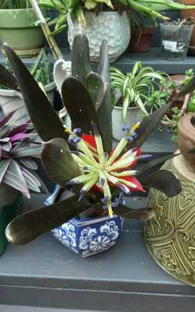 Lorelei Kanda's album, Plants from my garden