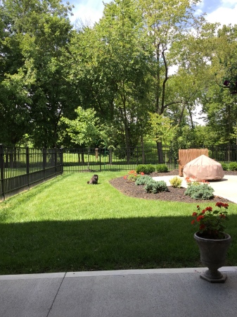 Cindy, in her last days surveys the yard.