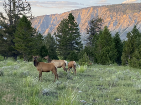 Yellowstone July 2023