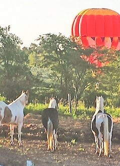 Our horses watching balloon.