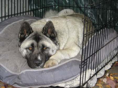 Our Akita, Zorro