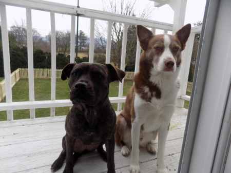 Olivia and Mr. B on the deck outside my office