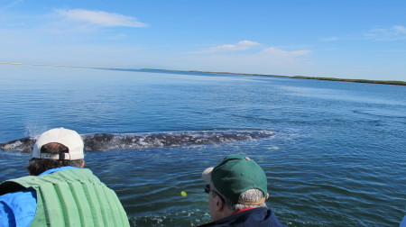 Petting a Whale 2016