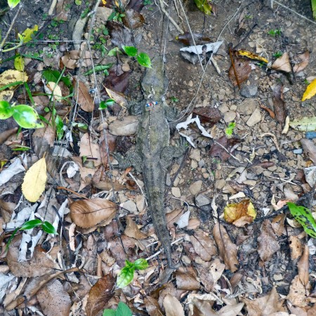 New Zealand Tuatara