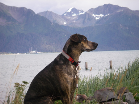 Kai with the blue eyes 2015 Seward, Alaska