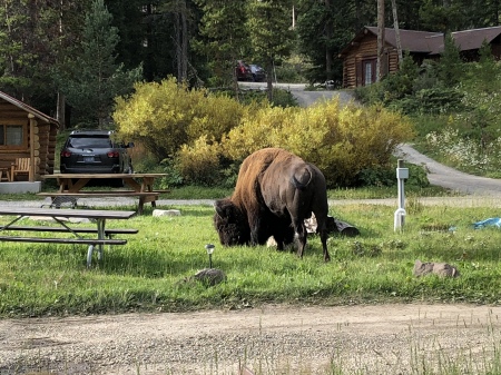 Bull Bison in Silver Gate, Montana