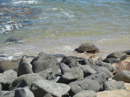 Turtles of Kauai, Hawaii - awesome