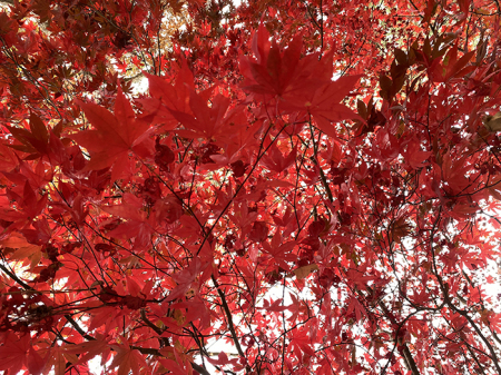 OUR JAPANESE MAPLE - FULL ON RED
