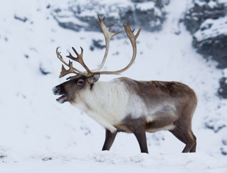 Caribou - Denali Park