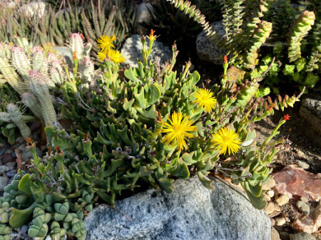 Succulents in bloom