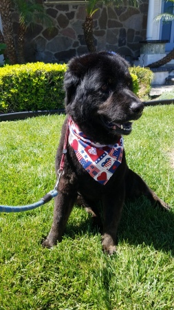 11 yo Pasha after Doggie Grooming July-2019