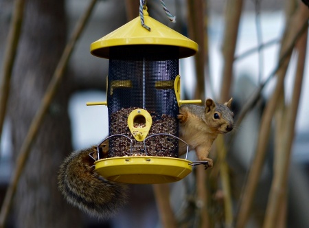 Bird Feeder  Visitor 