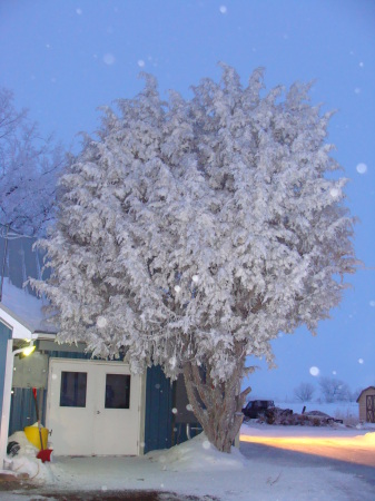 Snowy Night