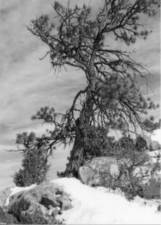 View from the great room window in Colorado