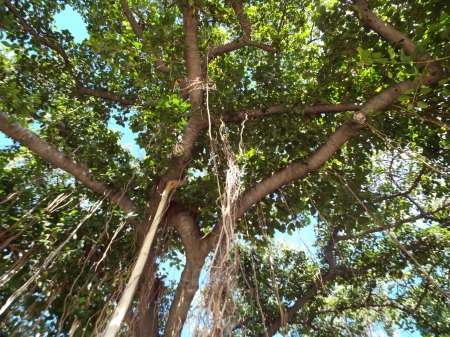 The amazing Banyan tree!