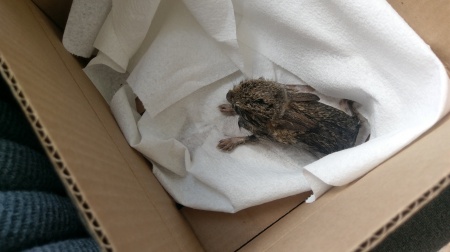 Baby cottontail rabbit