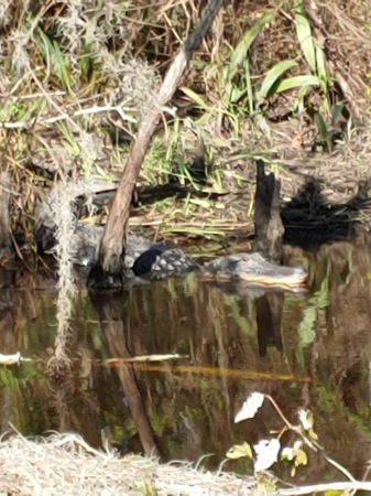 Gator on bayou tour. Louisiana 2020