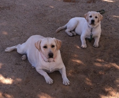 Our Labradors Bree and Zoe, mother and daughter