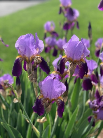 The purple variegated kind