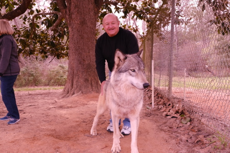 Seacrest Wolf Preserve, Chipley, Fl.