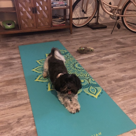 Yoga downward dog….lol