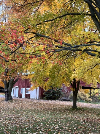 Fall in North Gower ON