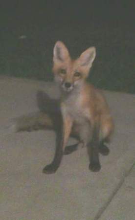 My fox friend