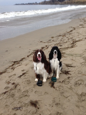 English Springer Spaniels