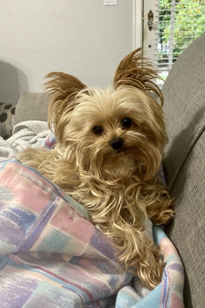 Our Yorkie, Macy