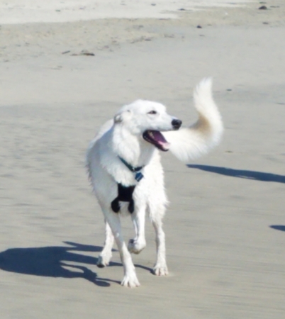 18 mo old Anatolian Shepherd at Dog Beach, HB