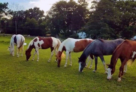 5 Horses