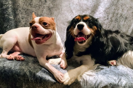 BO-Boston Terrier & Bella - Cavalier 