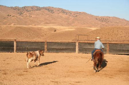 Cutting Cows at Toll House Ranch