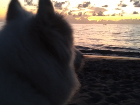 Samoyed Thoughts