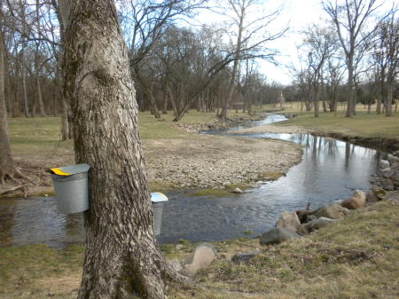 Maple syrup time