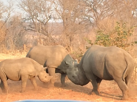 Black Rhino Family, Chobe Nat'l. Park