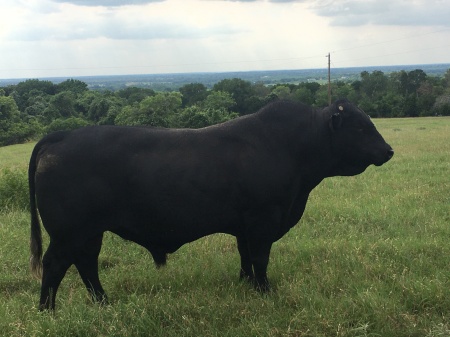 Sire bull from my ranch