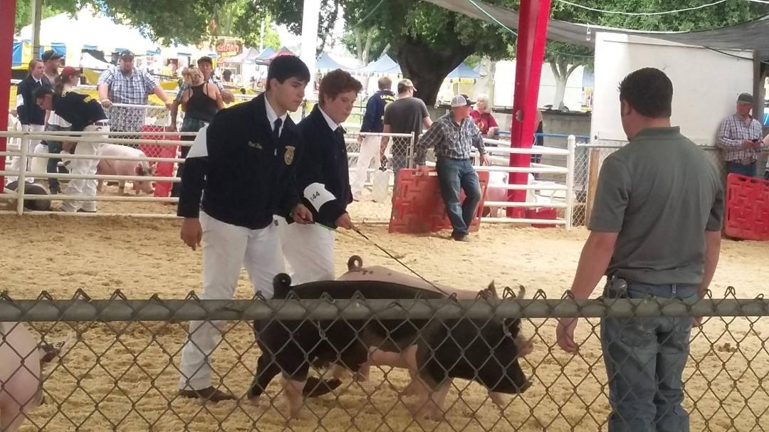 FFA PIG SHOW 2015