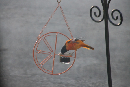 Oriole at our feeder
