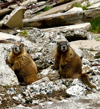 Marmots along the Alpine Loop, CO