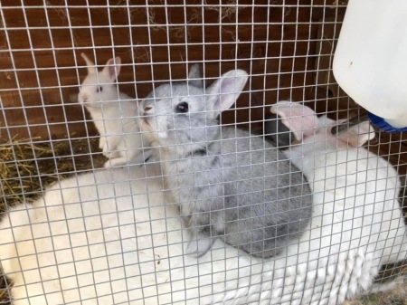 Beau (hanging out with Mom and sister)