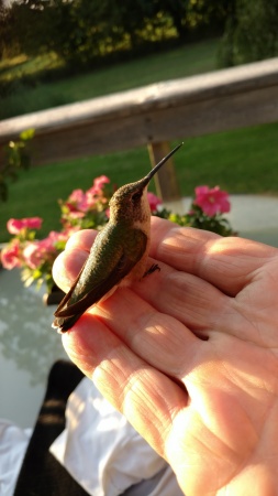 How 'bout that!  I got to hold a humming bird