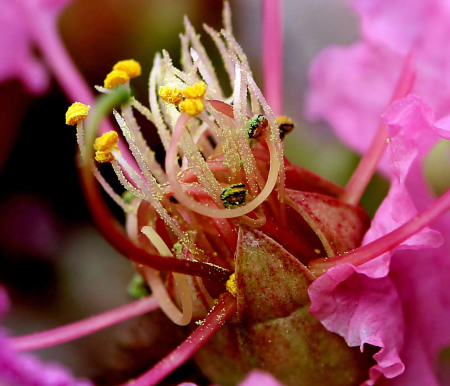 Pink Tentacles