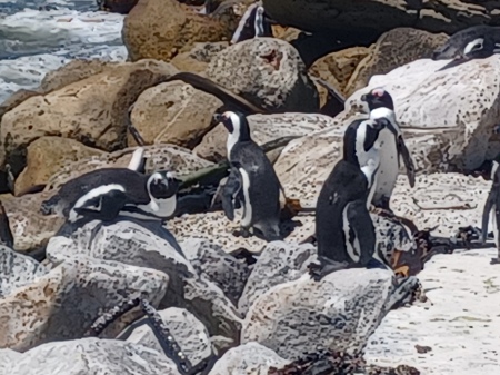 Of course there are penguins in South Africa