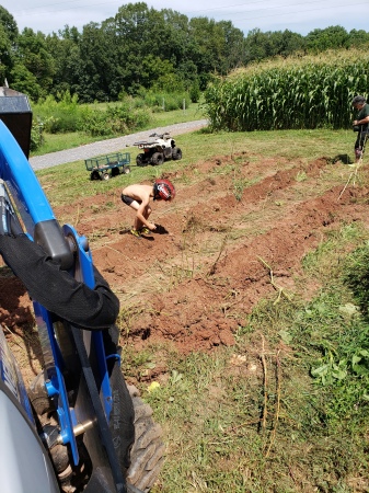 Harvesting potatoes with Pawpaw and Bubby