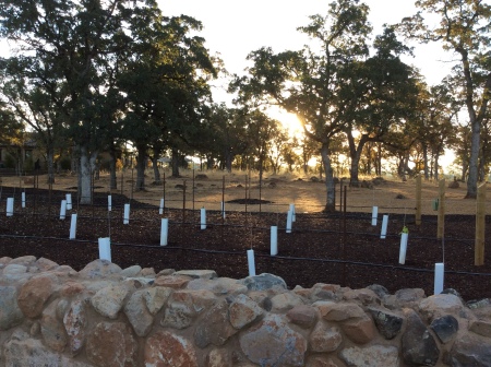 Protecting the Vines from the Deer